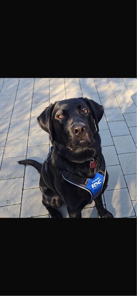 Labrador Rüde