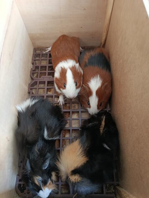 Meerschweinchen, männlich