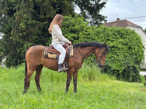 Stute