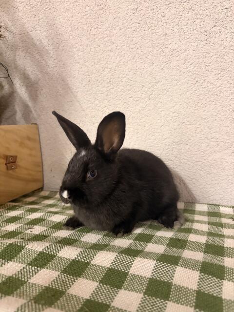 Zwergkaninchen