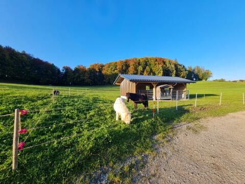 Suche Freizeitpferd/-pony