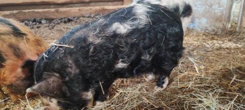 Kune Kune
