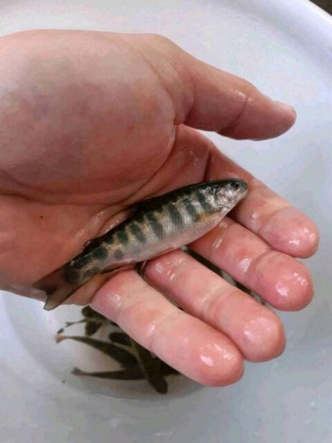 Bachsaibling-Setzlinge, Fische