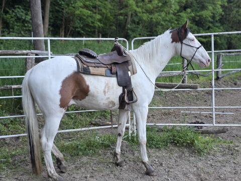 American Paint Horse