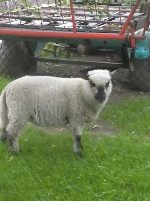 Shropshire-Lamm