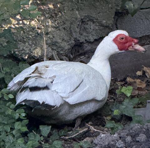 Moschusentenerpel zu verschenken