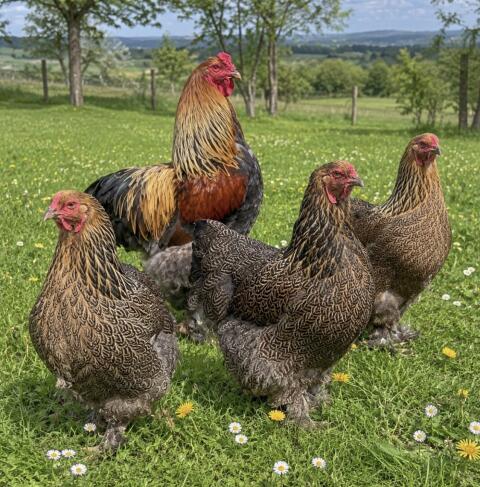 Brahma rebhuhnfarben gebändert