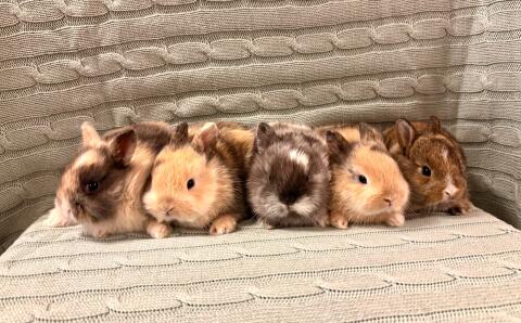 Zwergkaninchen-Babys