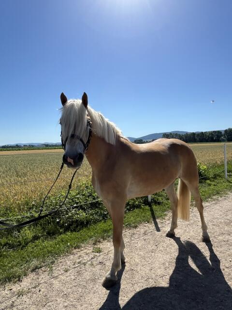 Bildschöne, sportliche Hafi-Stute