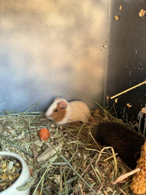 Meerschweinchen