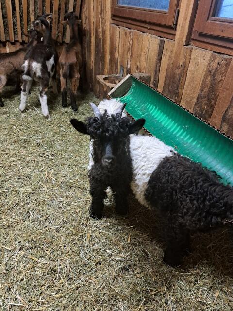 Walliser Bockkitze