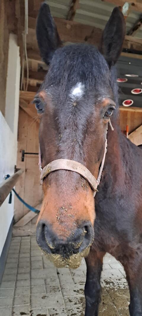 Friesen-Tinker-Mix