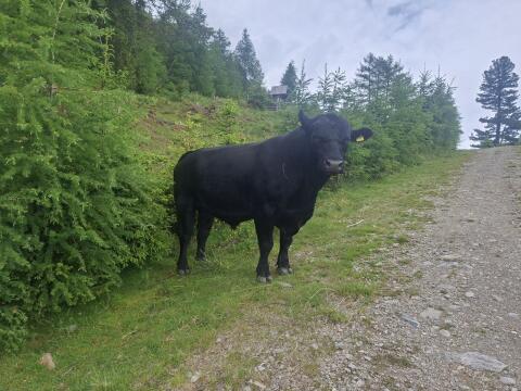 Angus-Stier