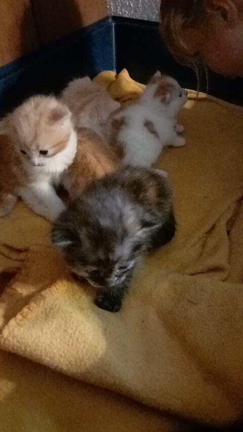 Babykatzen