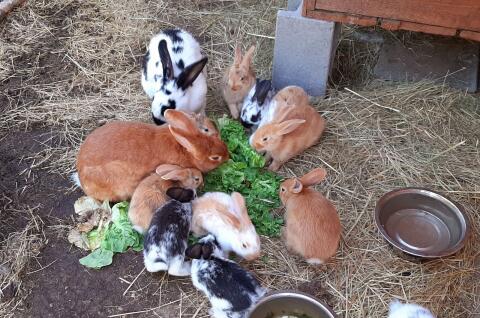 Riesenscheck, Rote Neuseeländer Mix Kaninchen