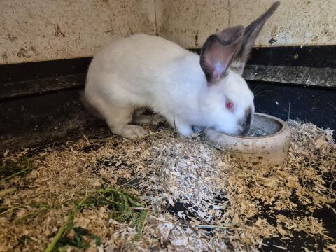 Hase