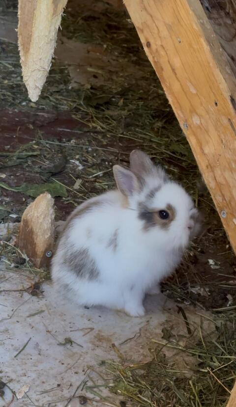 Zwergkaninchen