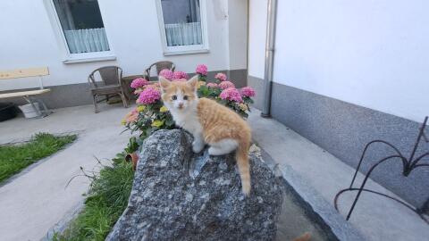 Babykatzen