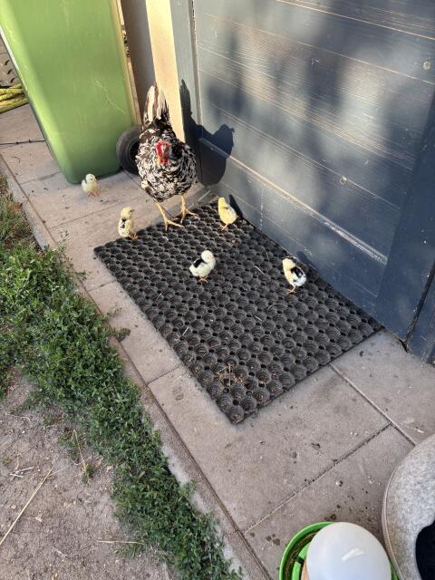 Exchequer Leghorn