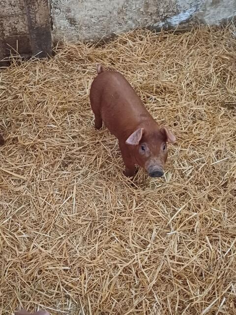Duroc-Ferkel