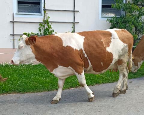 Bio-Mutterkuh