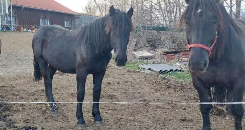 Noriker-Stute