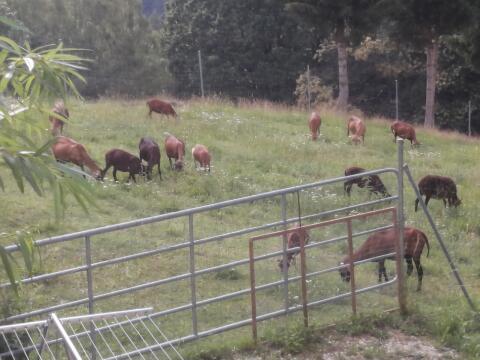 Kamerun-Lämmer Mädels