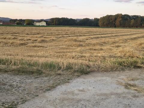Strohballen, Stroh-Kleinballen ab Feld