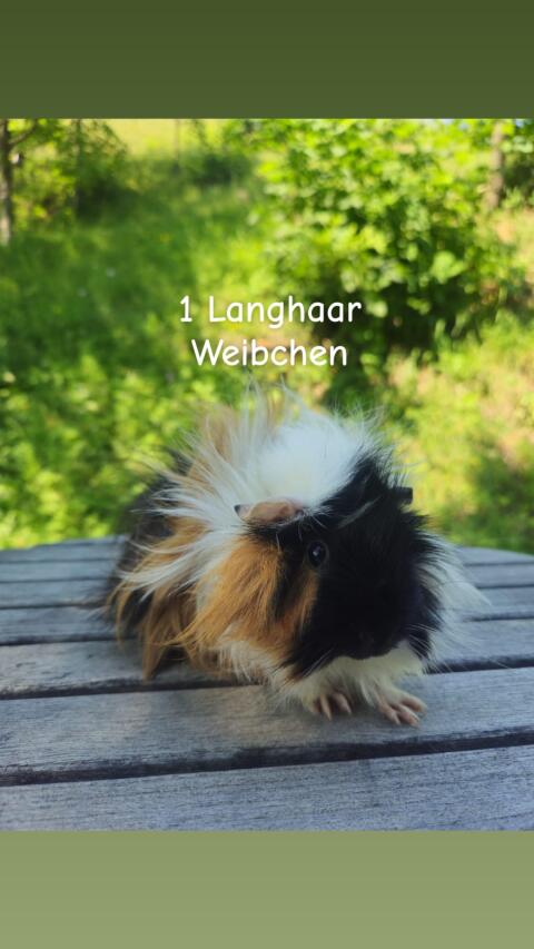 Meerschweinchen zu verkaufen