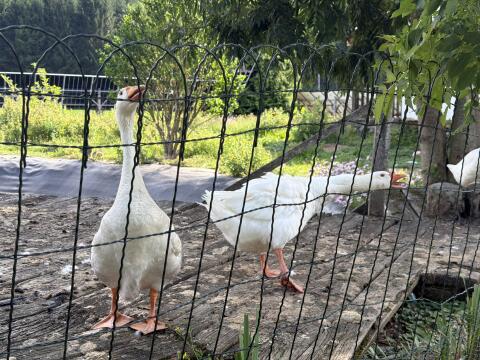 Zwei weiße Hausgänse