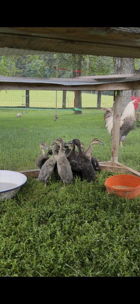Enten, Laufenten, Schneckenfresser