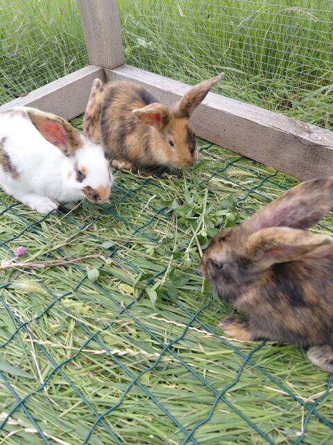 Kaninchen
