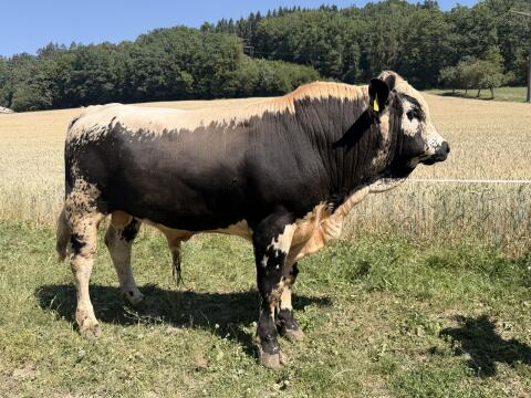 Pustertaler Sprinzen Stier, gekört