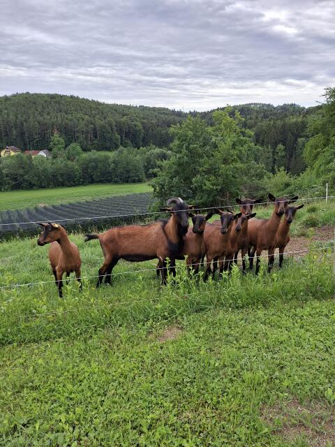 GGZ Jungziegen und Kitze
