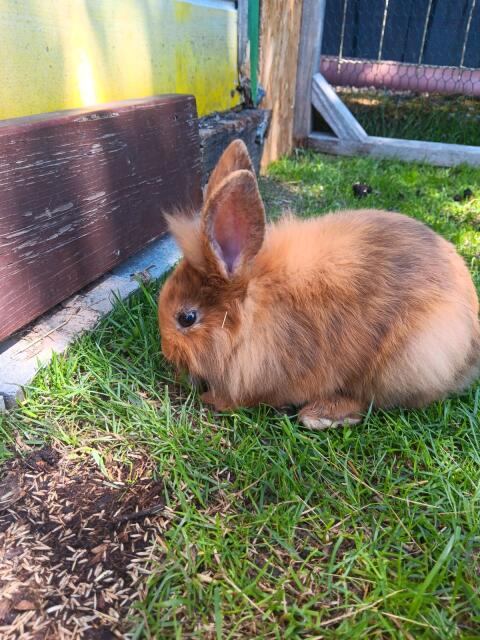 Zwergkaninchen