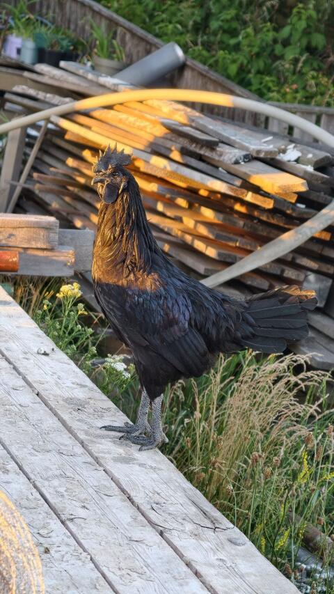 Ayam Cemani Hahn