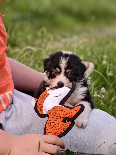 Australian Shepherd mit Ahnentafel