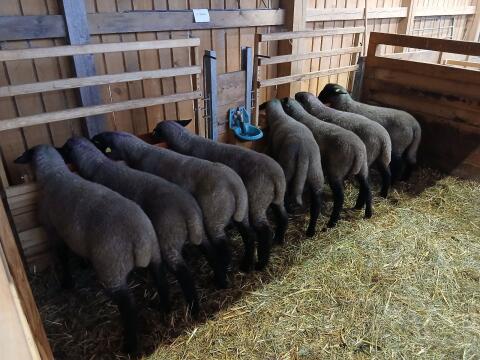 Suffolk Jungwidder aus Herdebuchzucht