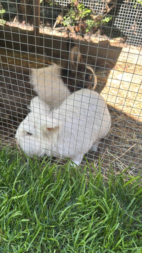 Hasen