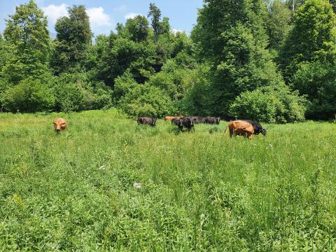 Aberdeen Angus