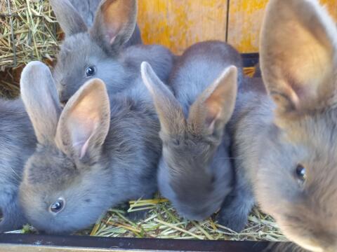 Blaue Wiener