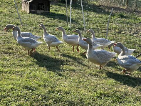 Fränkische Landgänse