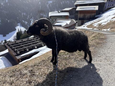 Quessant-Widder