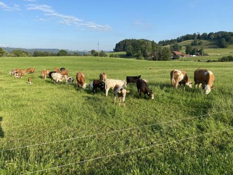 Bio-Kalb