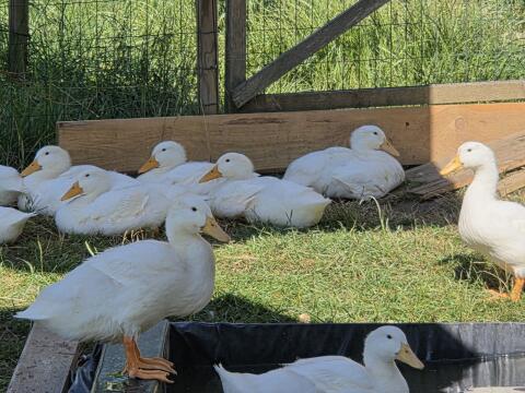 Cherry Valley Enten