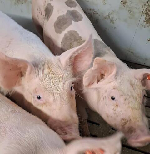 Ferkel, Mastferkel, Almferkel