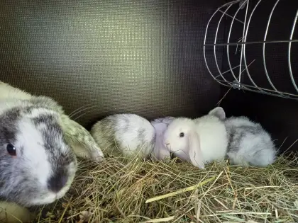 Zwergwidder-Häsin mit Babys