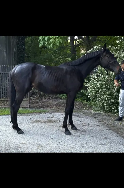 Warmblut