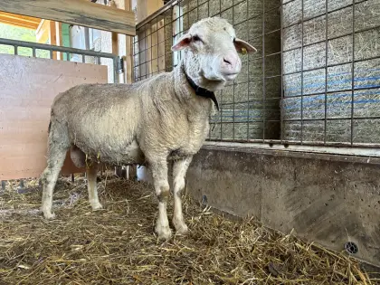 Merino-Fleischschaf-Widder