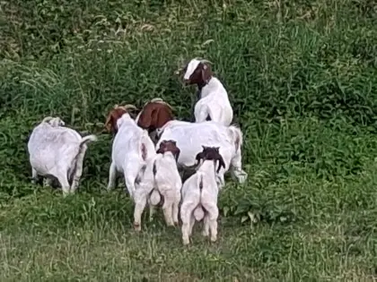 BIO Burenziegen